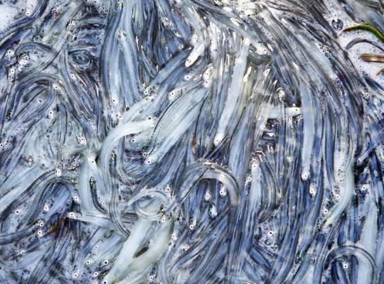 West Coast Whitebait